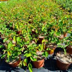 Muchovník (Amelanchier) ´PRINCESS DIANA´ - výška 20-40 cm, kont C2L